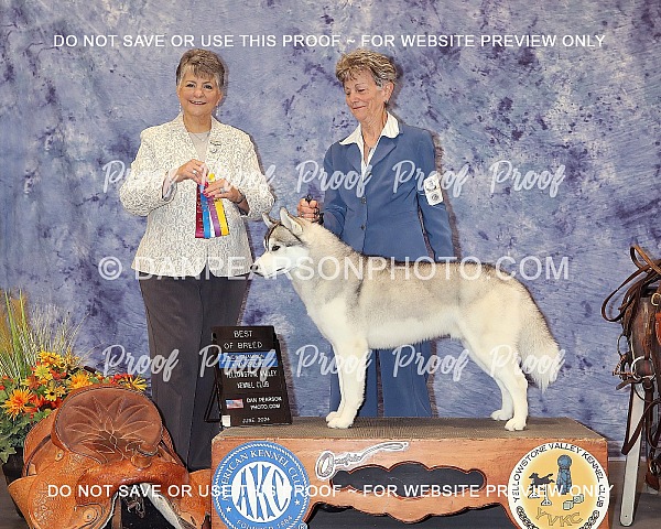 Yellowstone Valley Kennel Club 1 Thursday June 20, 2024